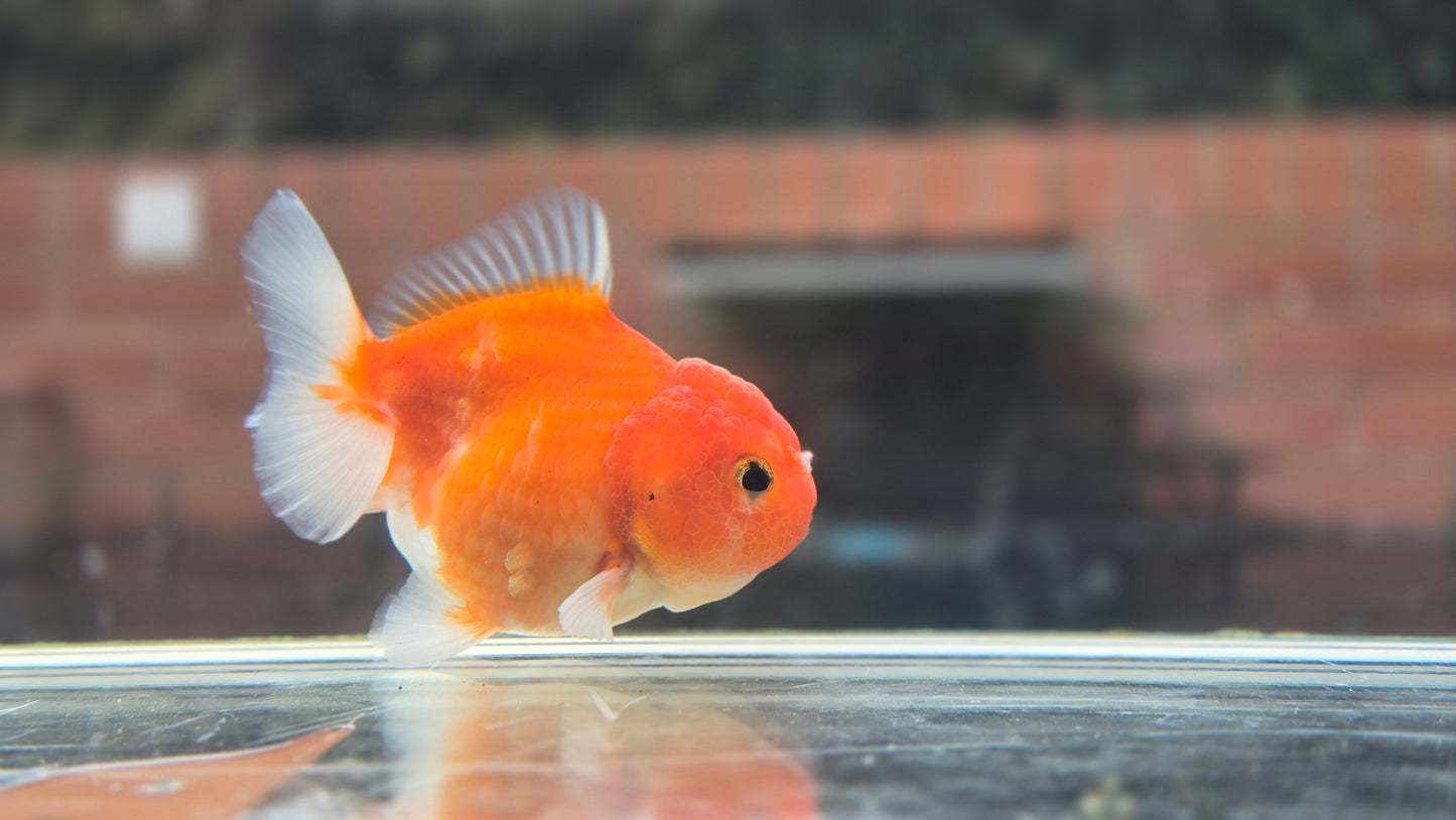 Shogun Short Tail Oranda Sep001