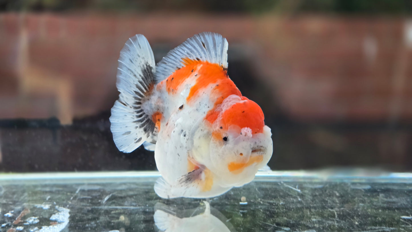 VHQ Shogun Oranda July001