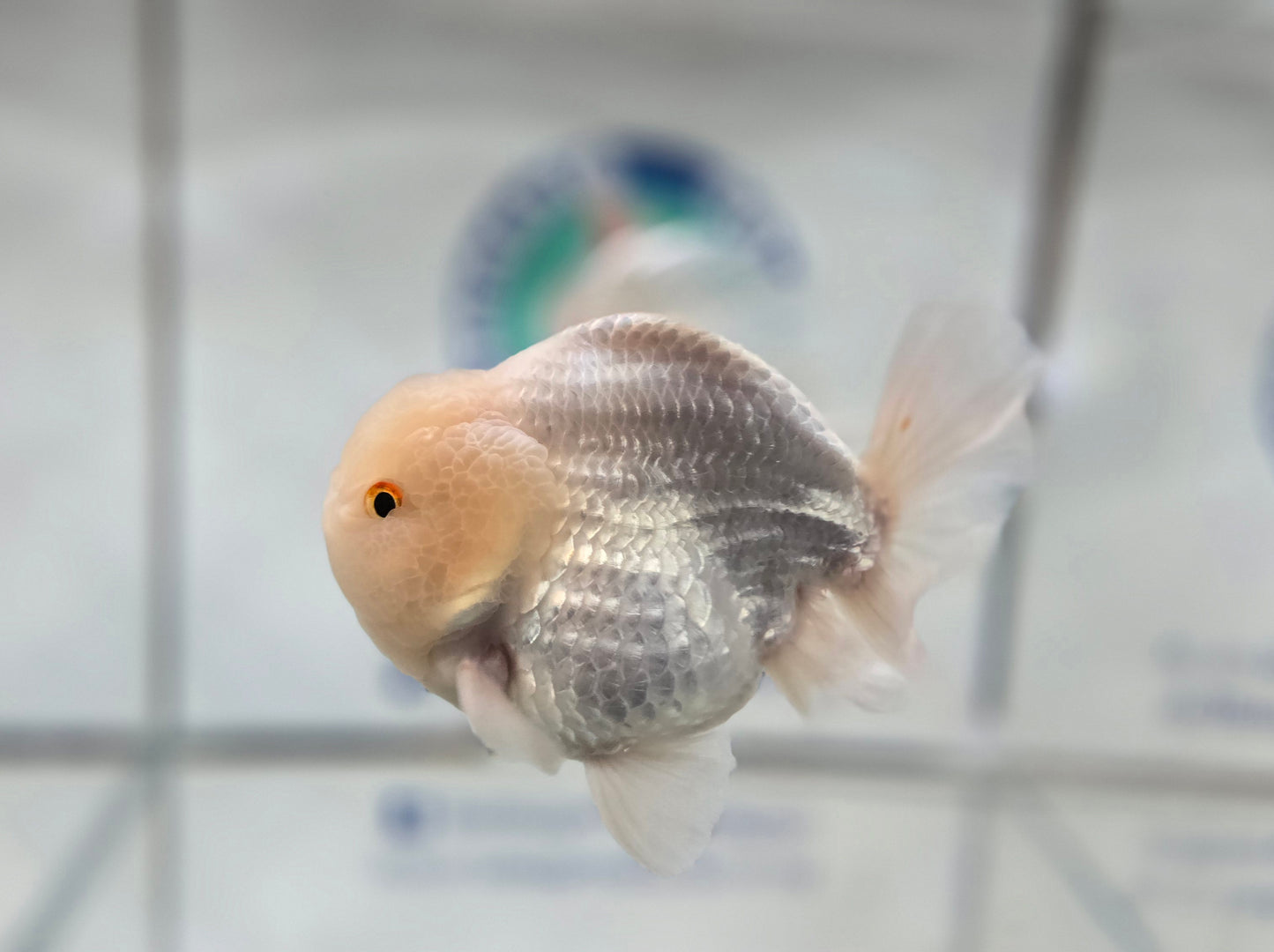 Short Tail Oranda Aug004