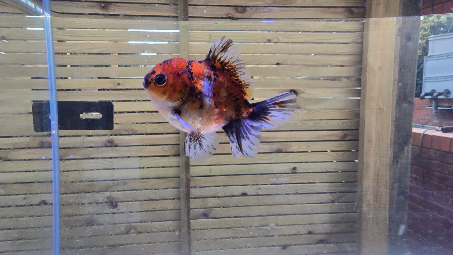 Shogun Short Tail Oranda Sep004