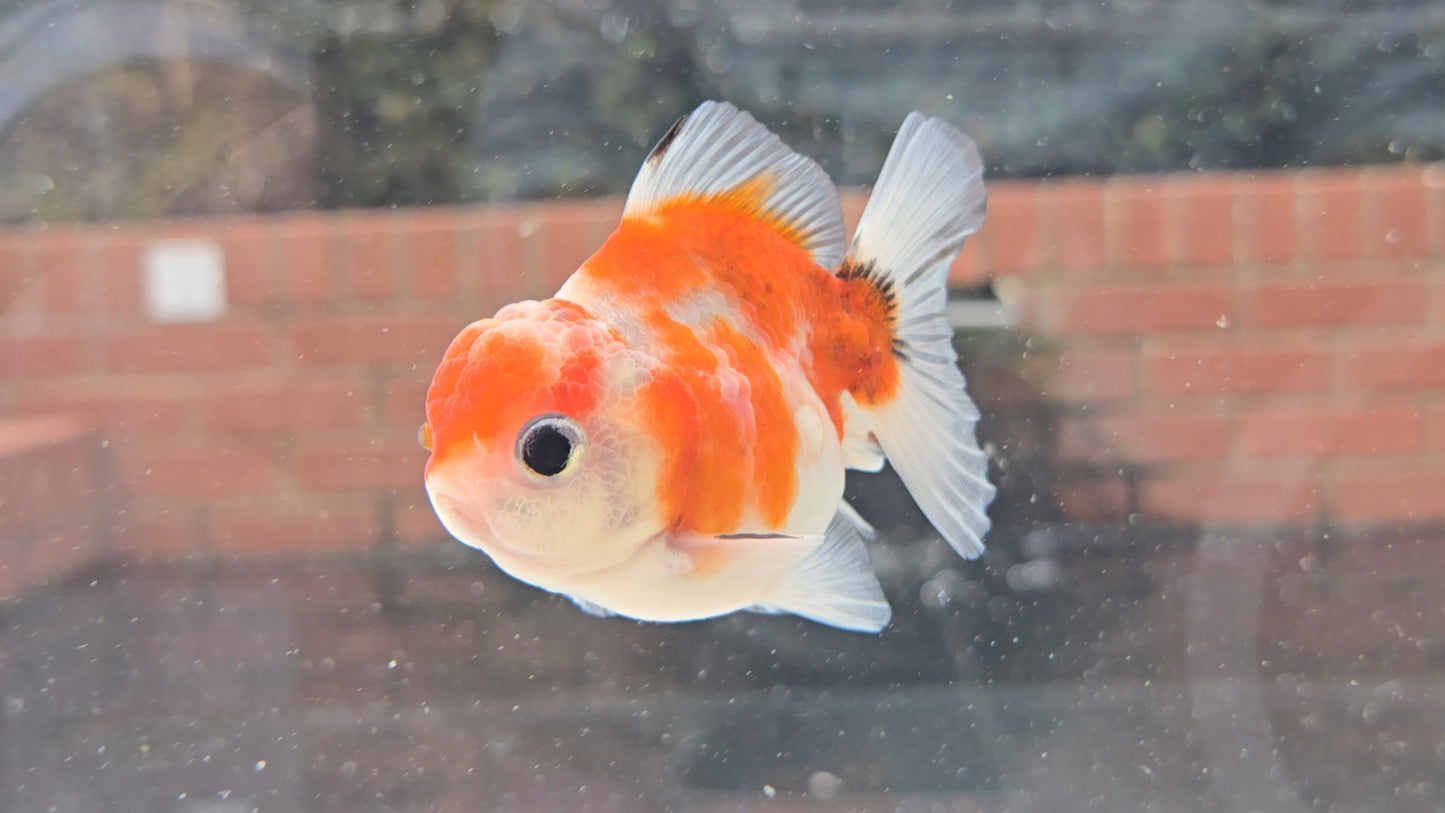 Shogun Short Tail Oranda Sep006