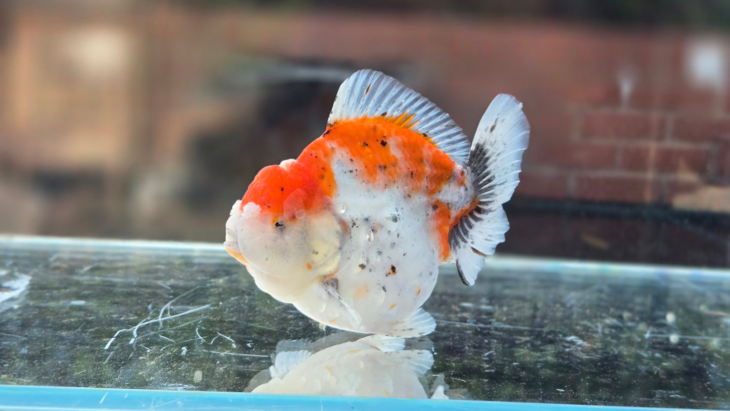 VHQ Shogun Oranda July001