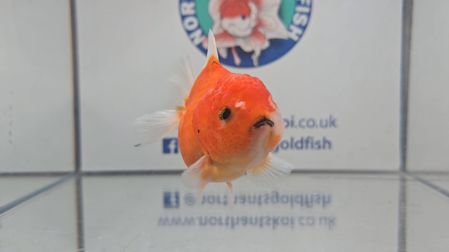 Short Tail Oranda Aug003