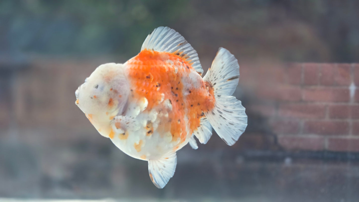 VHQ Shogun Oranda July003