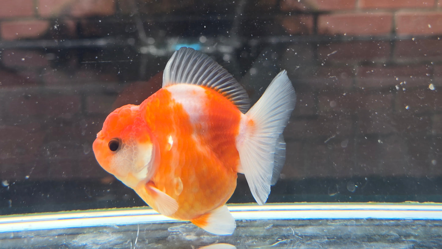 Shogun Short Tail Oranda Sep003