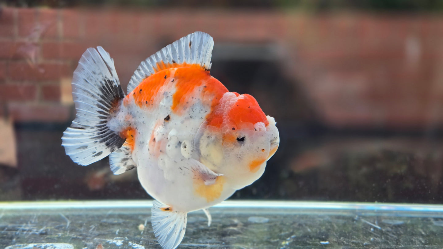VHQ Shogun Oranda July001