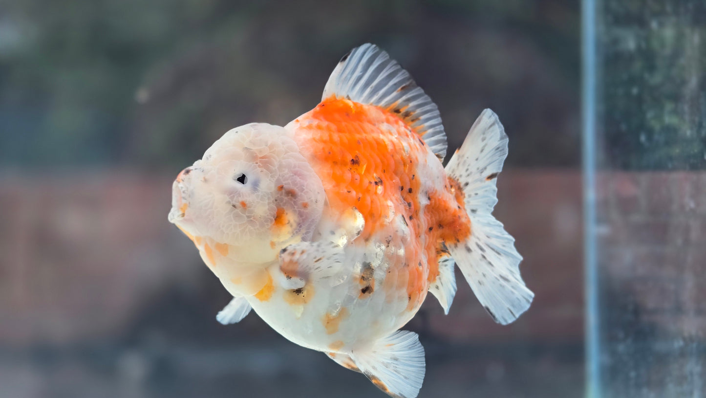VHQ Shogun Oranda July003