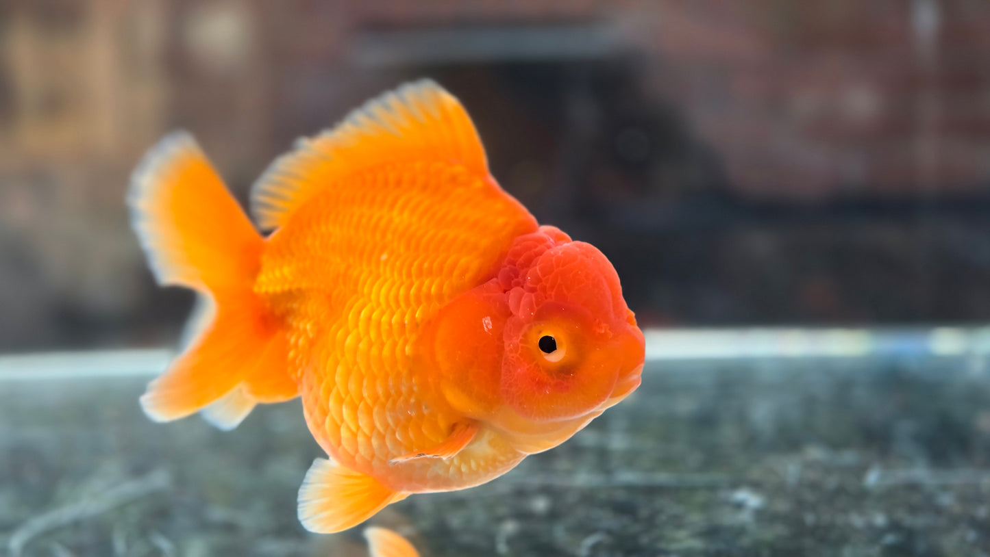 VHQ Shogun Oranda July002