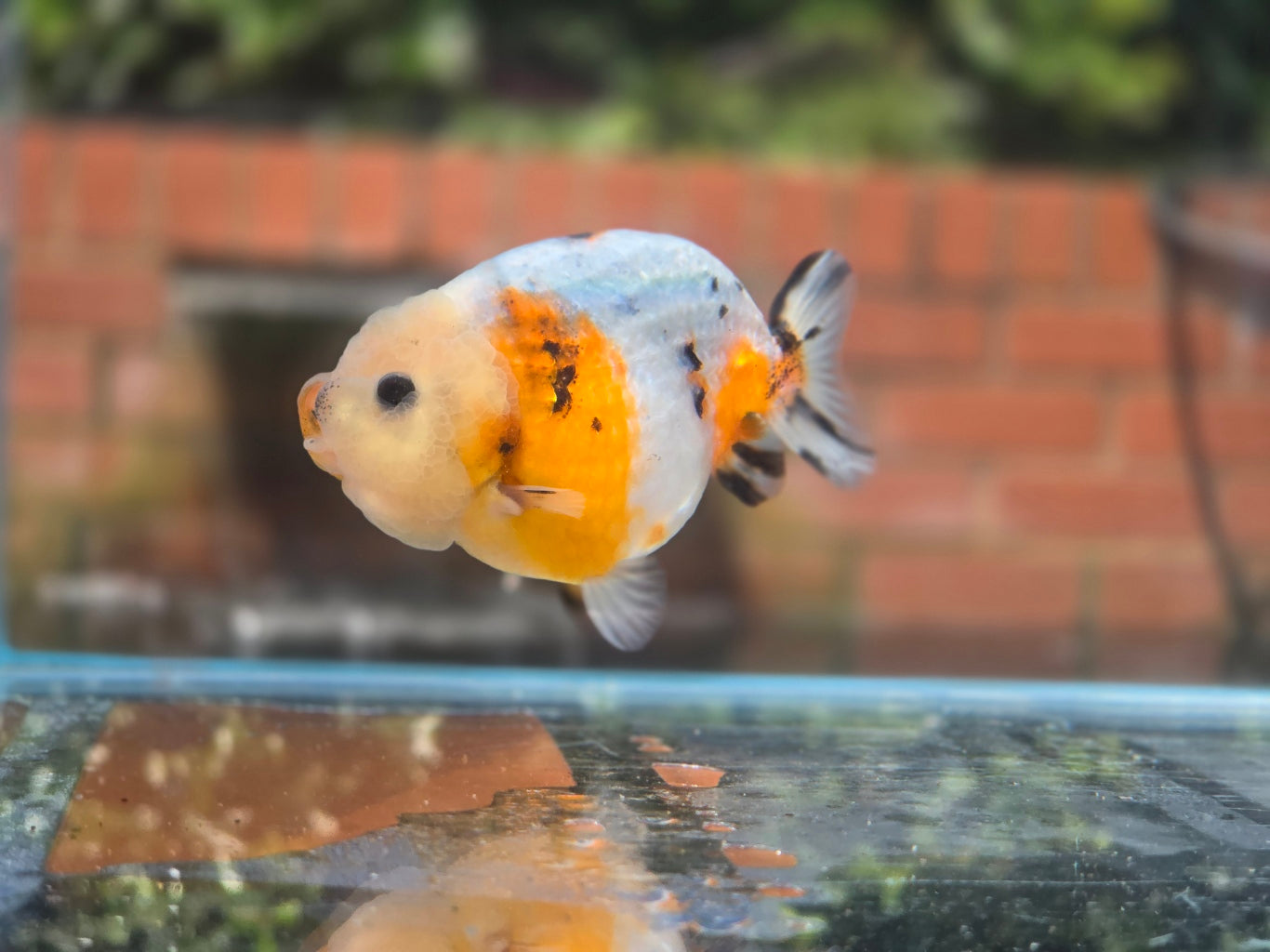 HQ Ranchu June006