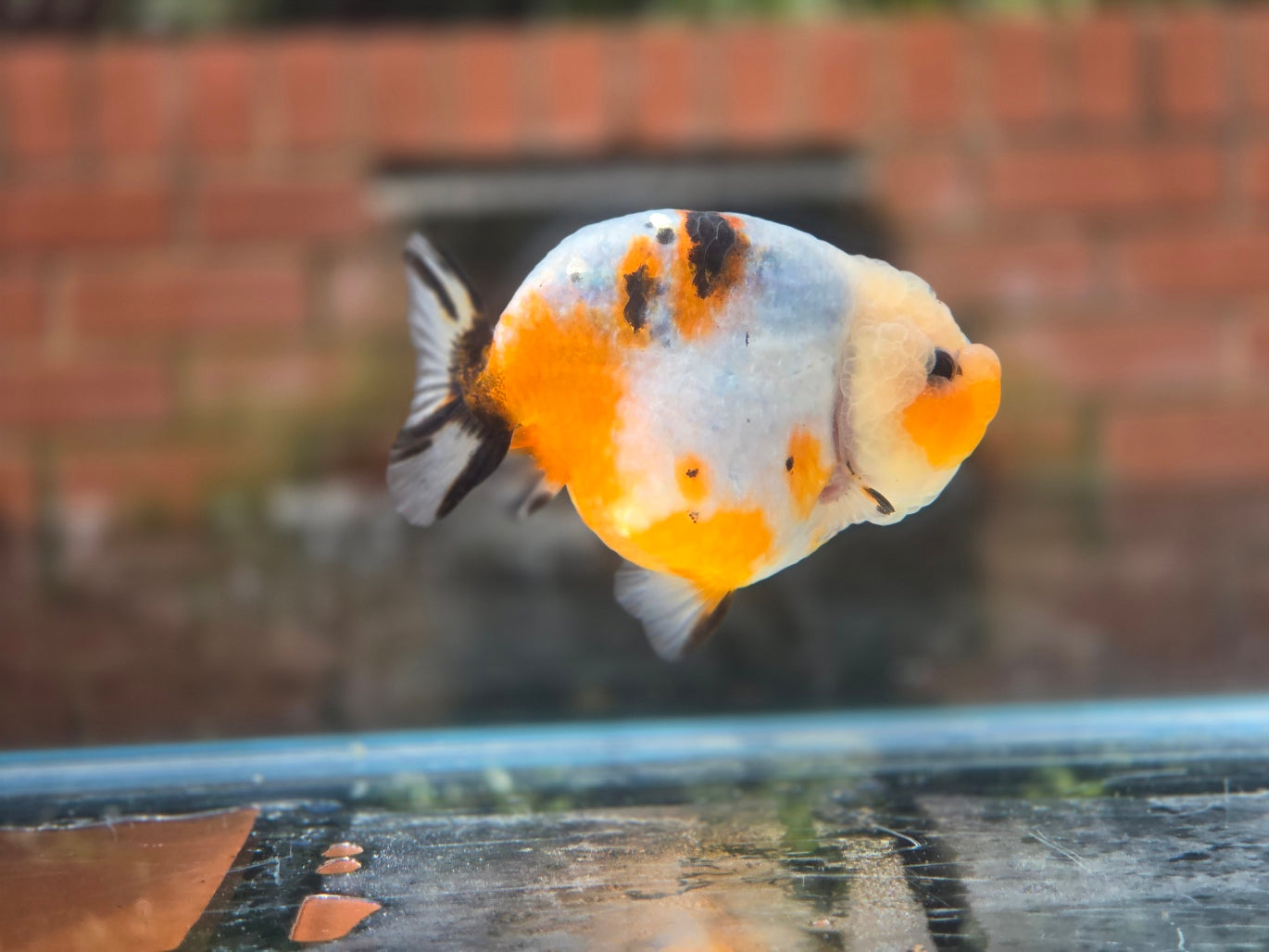 HQ Ranchu June006