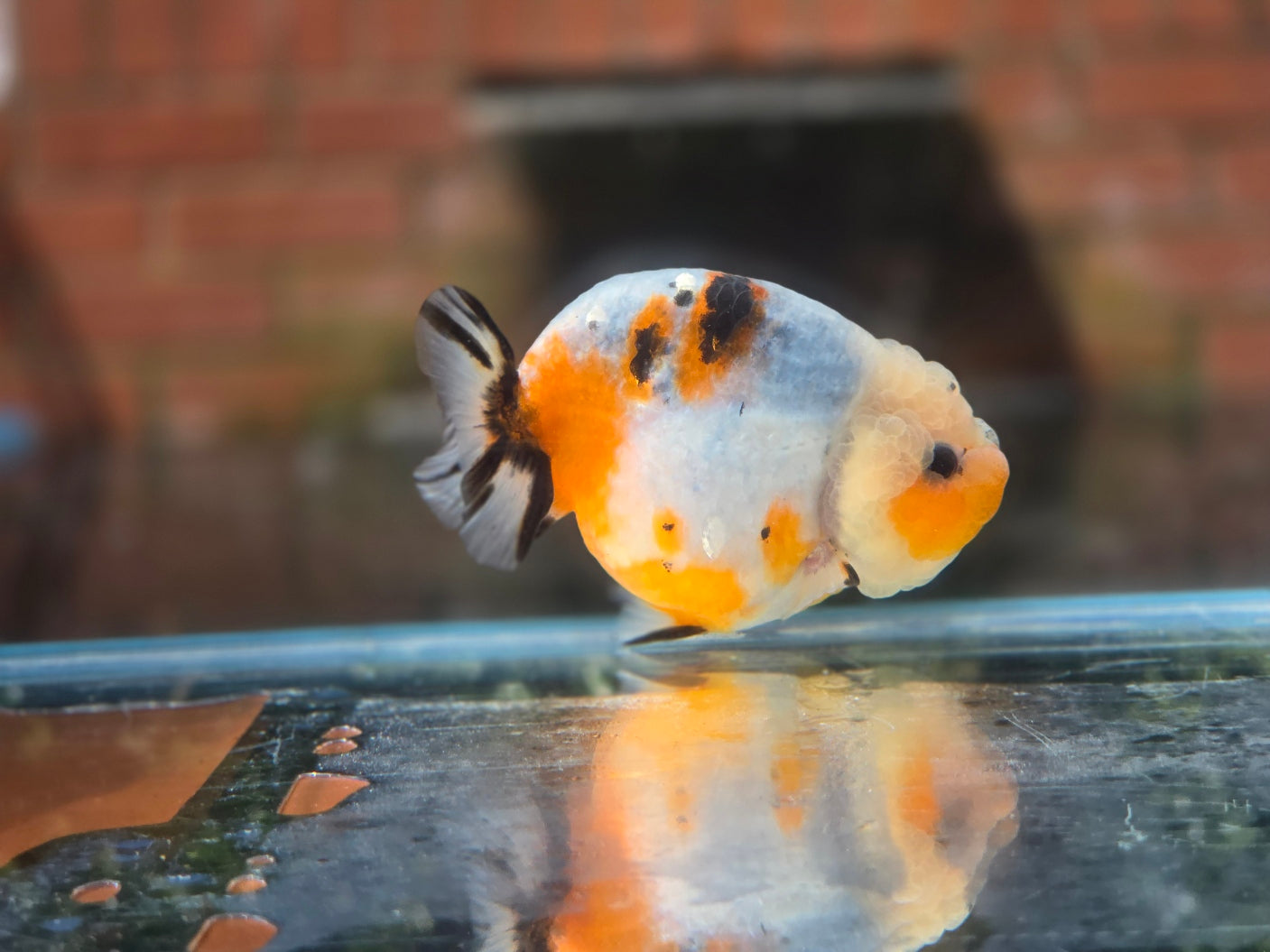 HQ Ranchu June006