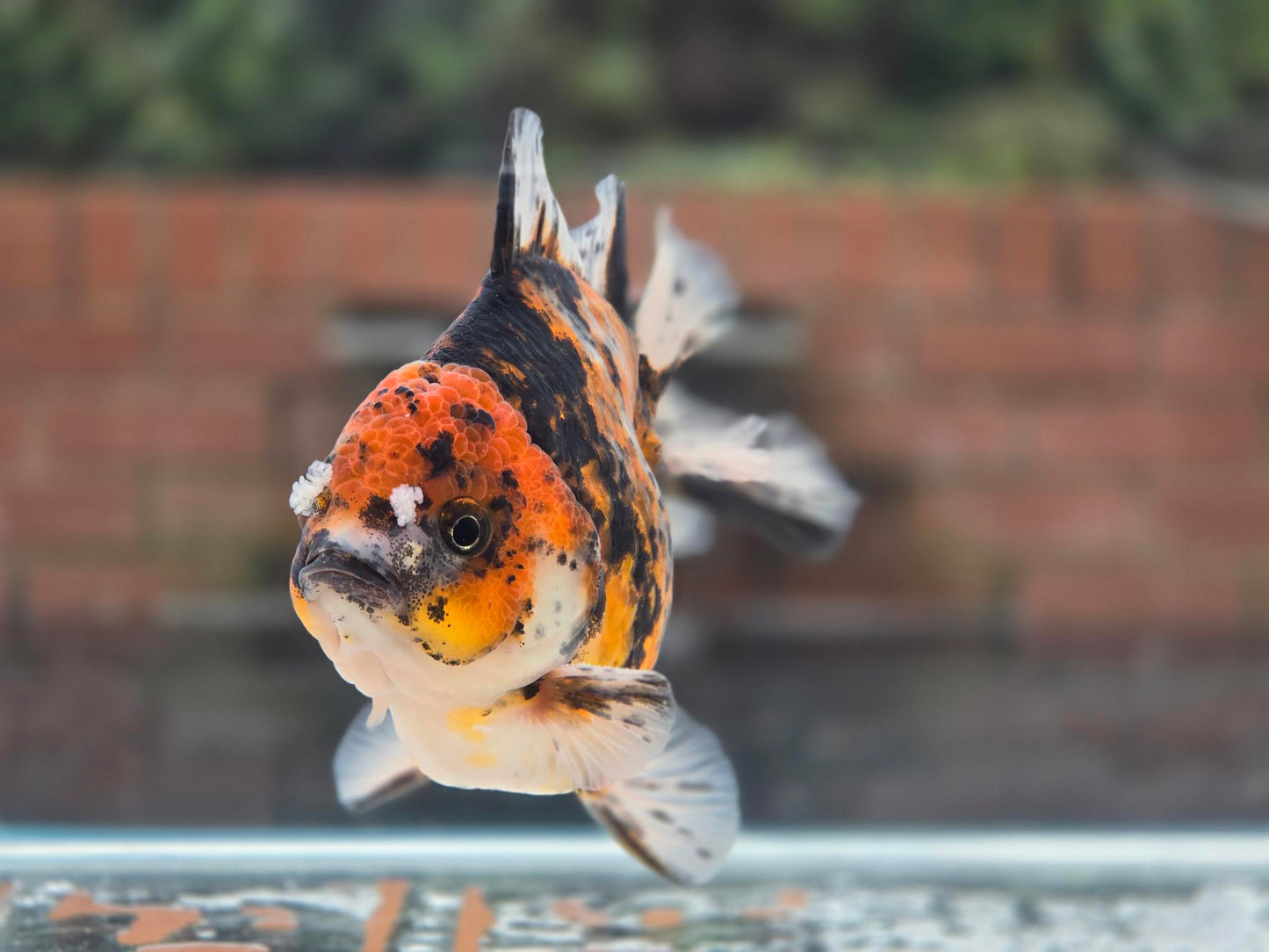 HQ Oranda June029