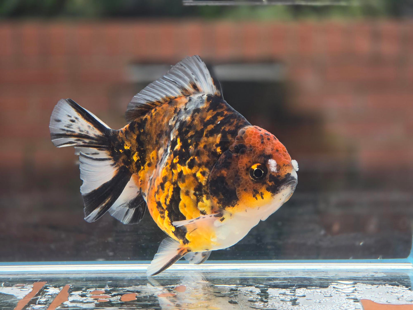 HQ Oranda June029