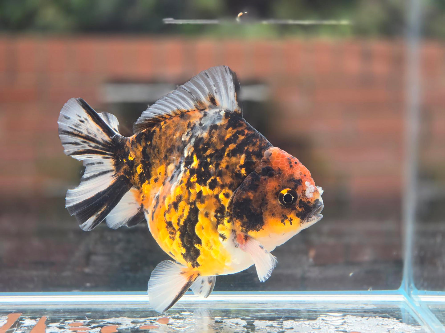 HQ Oranda June029