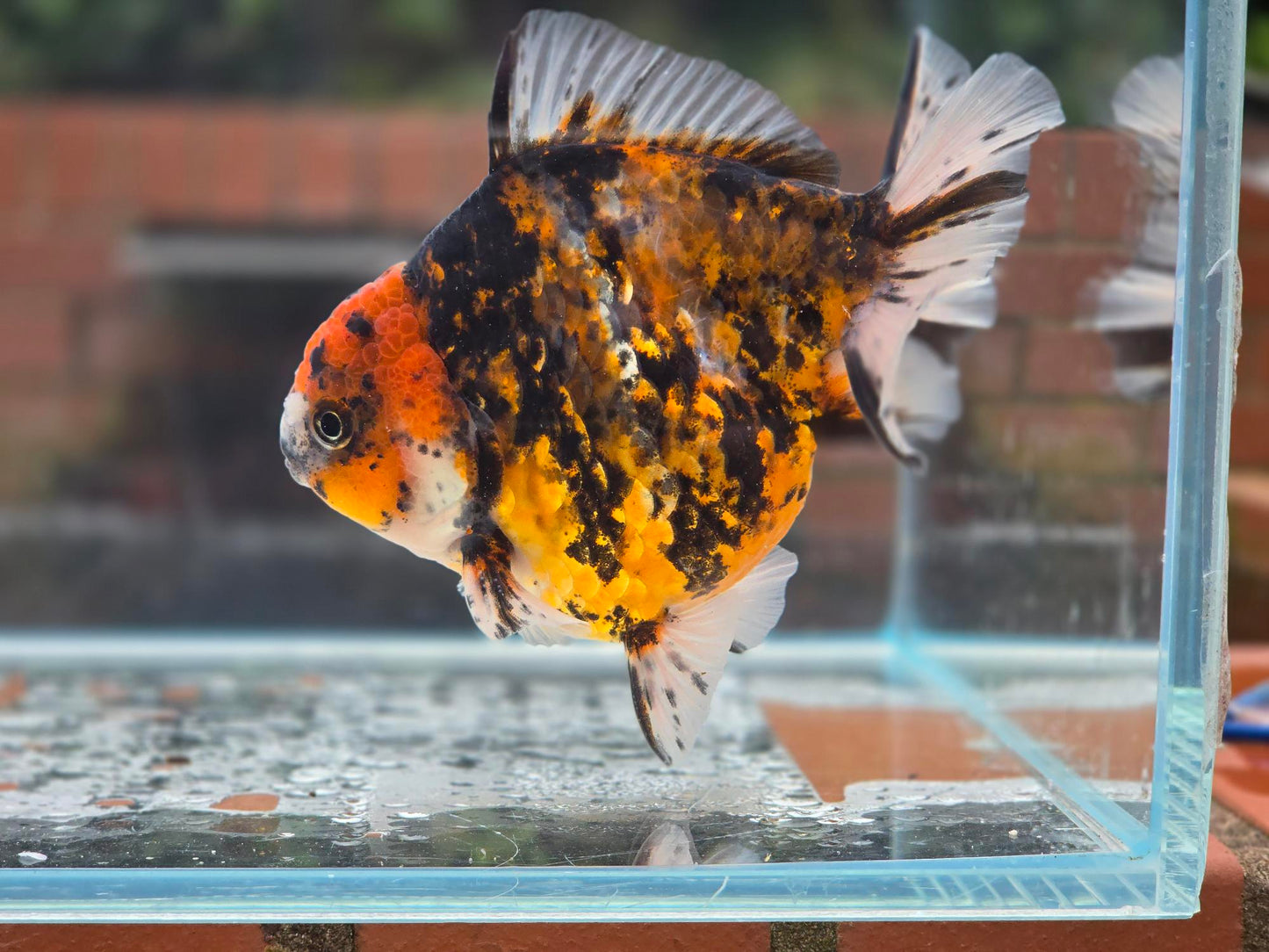 HQ Oranda June029