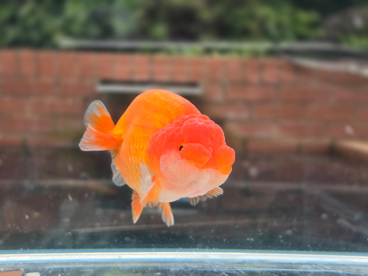 HQ Ranchu June038 T6