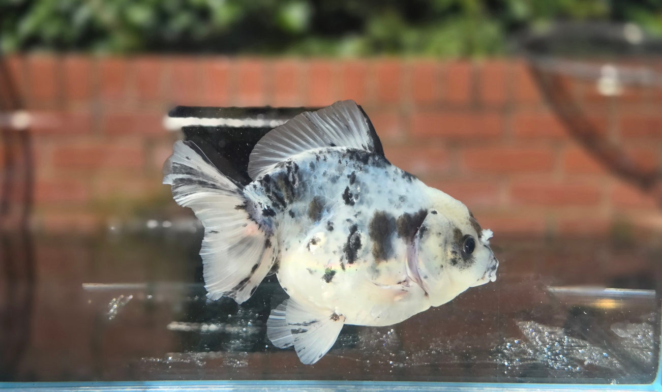 HQ Oranda June039