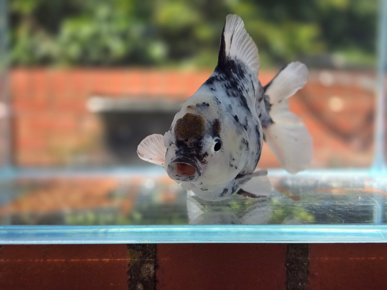 HQ Oranda June039