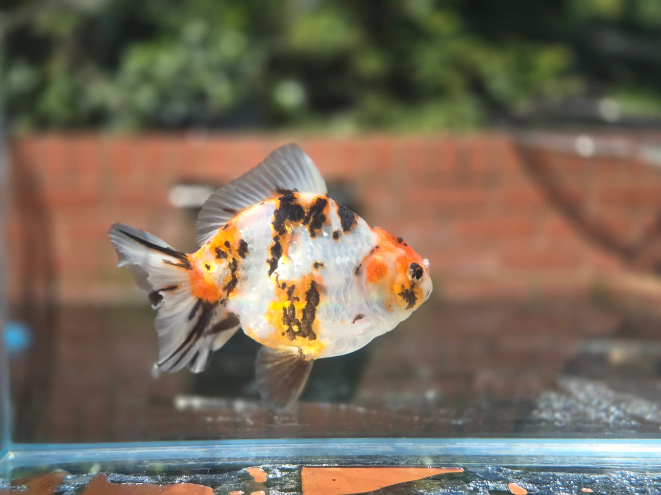 HQ Oranda June040