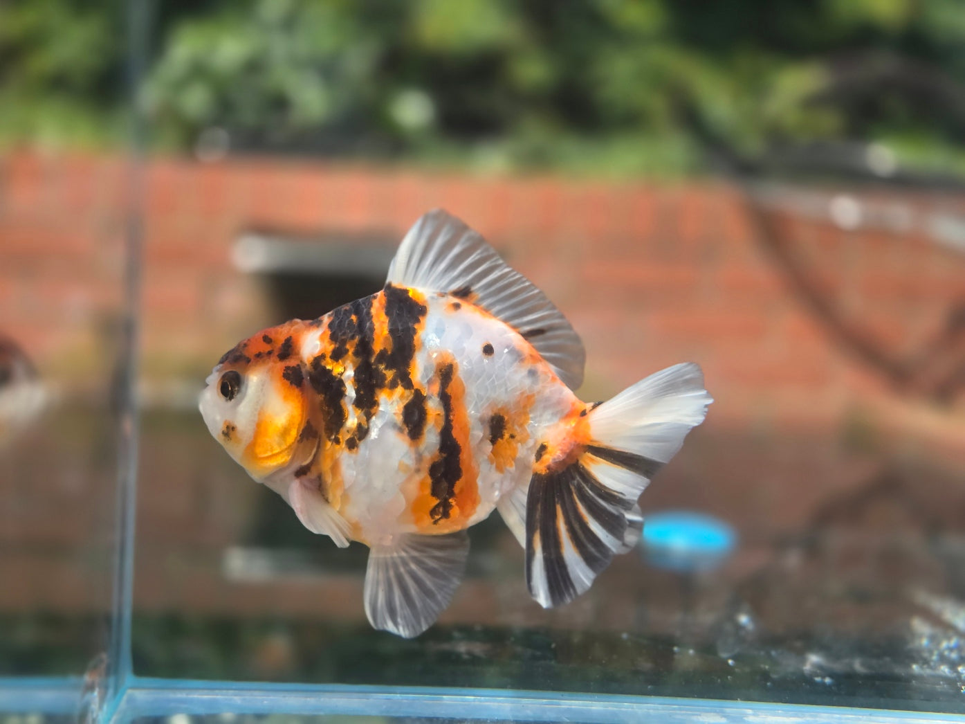 HQ Oranda June040