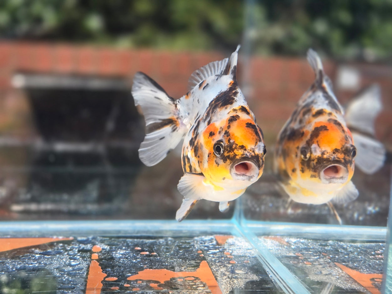 HQ Oranda June041