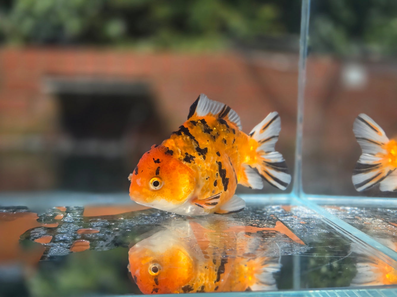 HQ Oranda June043