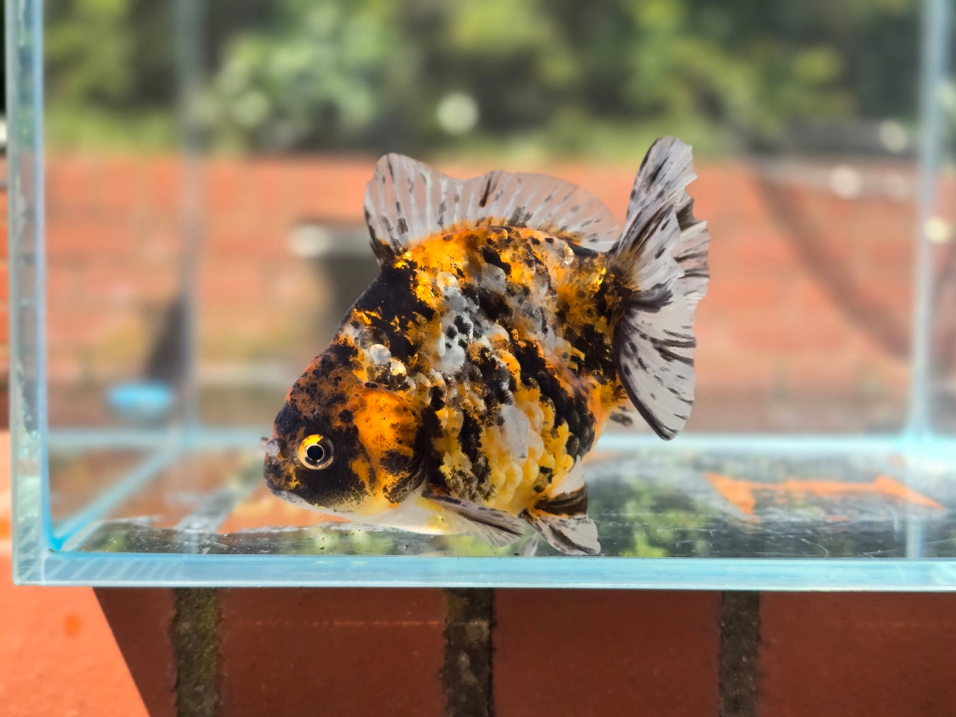 HQ Oranda June044