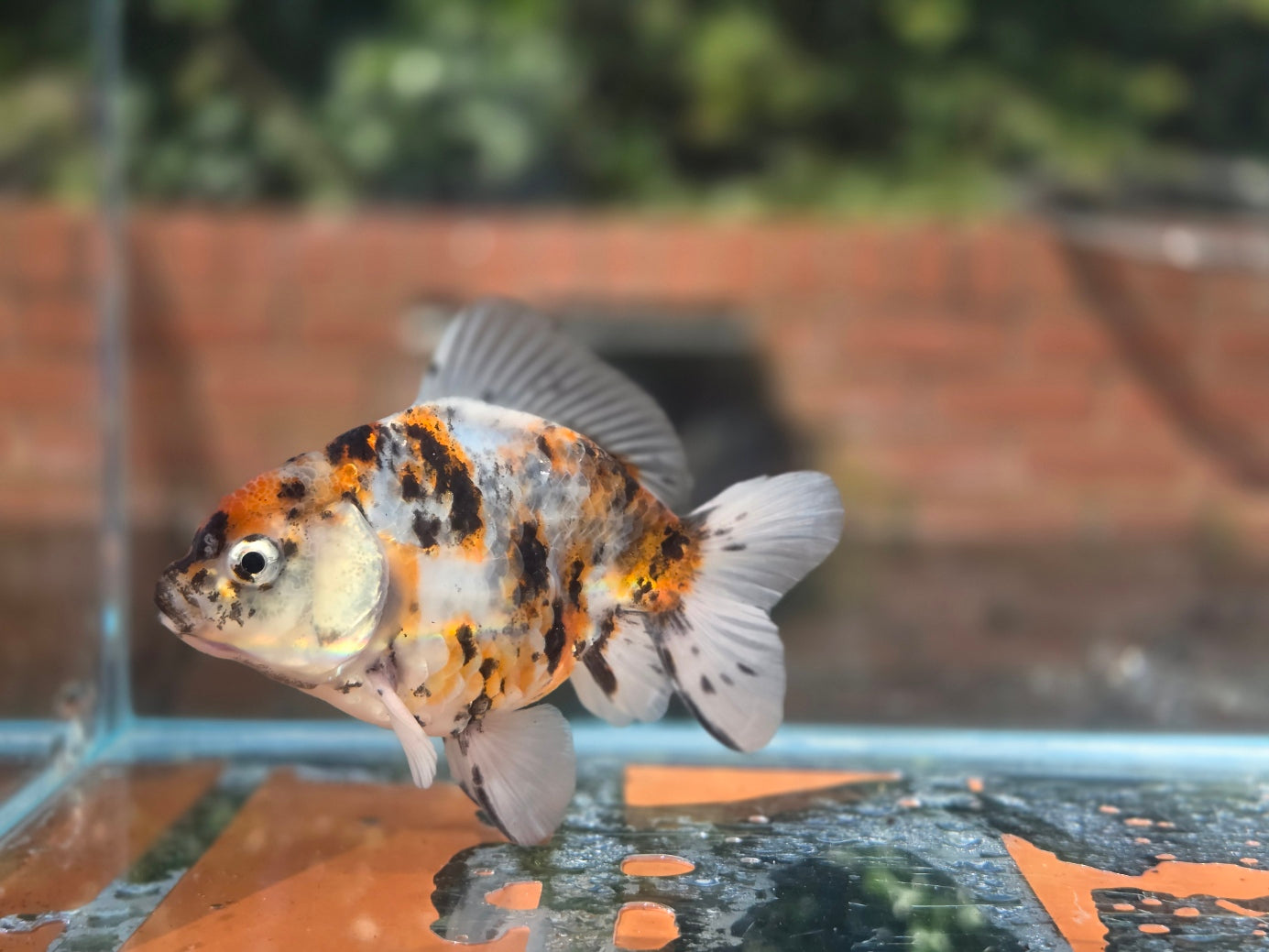 HQ Oranda June045