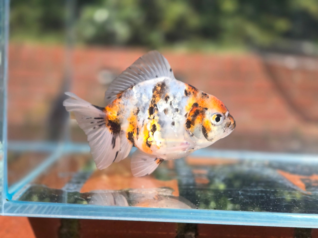 HQ Oranda June045