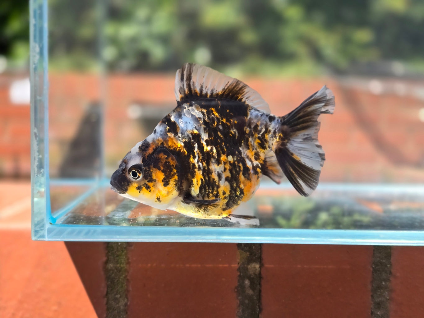 HQ Oranda June046