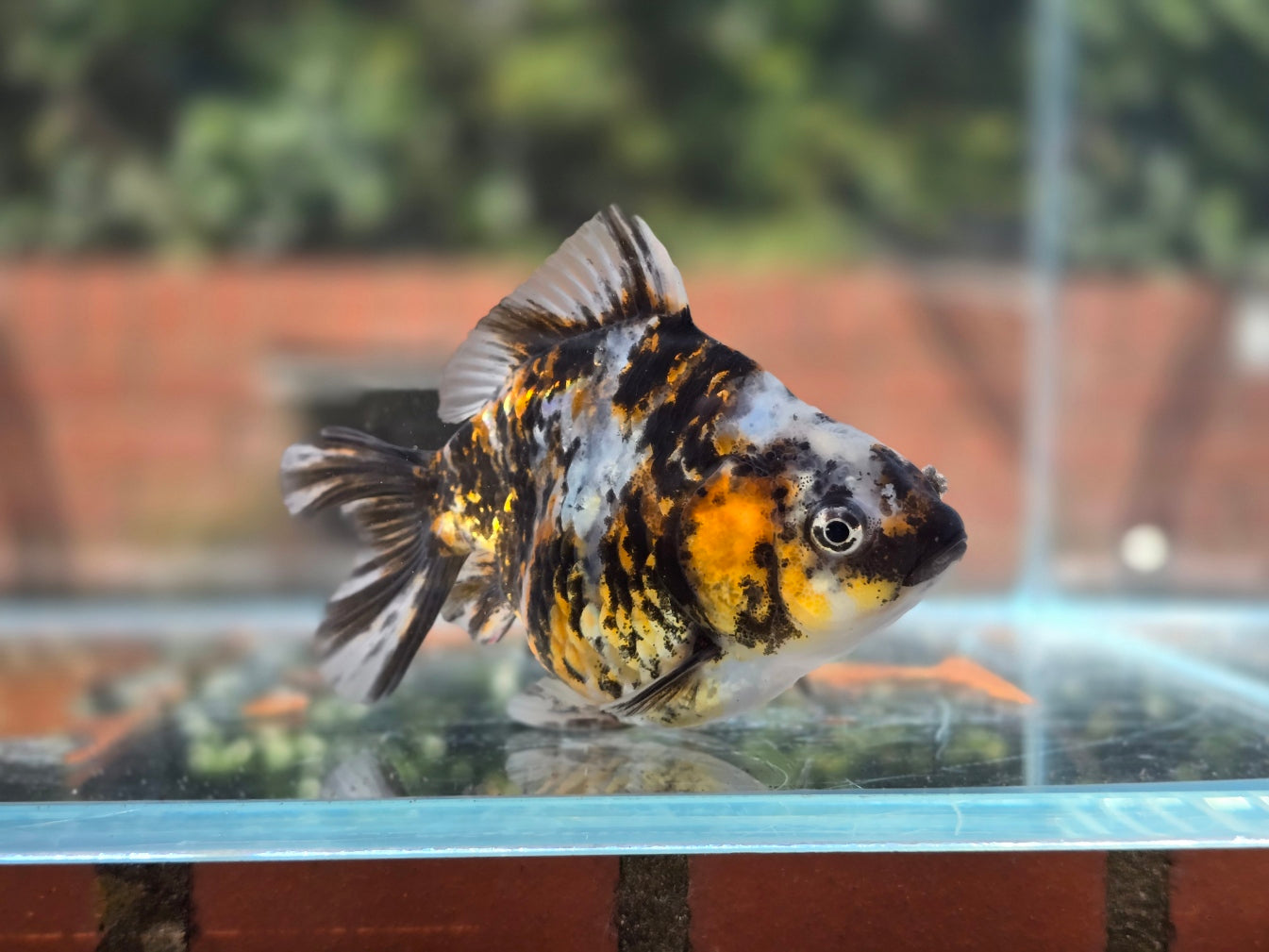 HQ Oranda June046