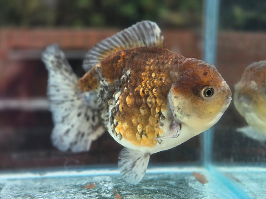 HQ Short Tail Oranda Sep001