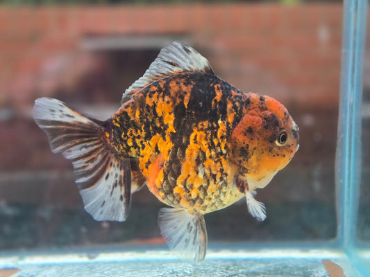 HQ Short Tail Oranda Sep002