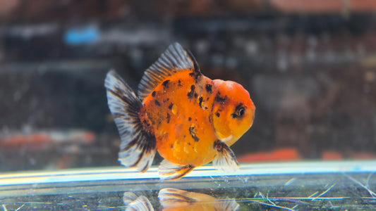 Shogun Short Tail Oranda June23