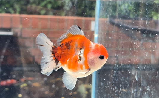 Shogun Short Tail Oranda June24