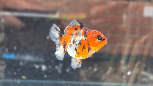 Shogun Short Tail Oranda June27