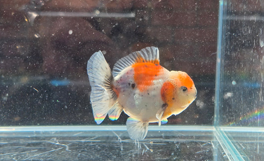 Shogun Short Tail Oranda June28