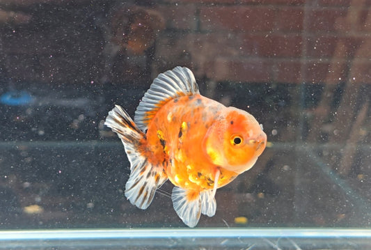 Shogun Short Tail Oranda June29