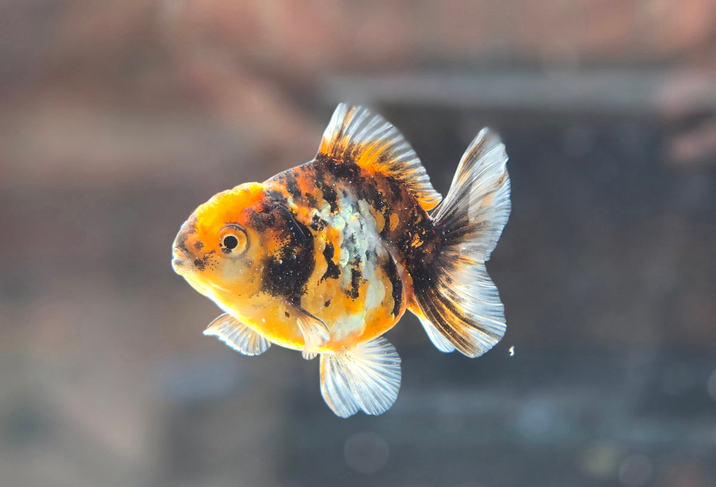 Shogun Short Tail Oranda June31