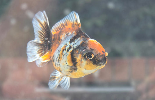 Shogun Short Tail Oranda June31