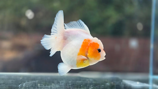 Short Tail Oranda June25