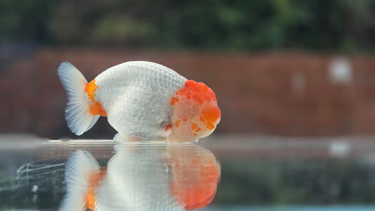 Ranchu June17