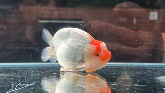 Ranchu June19