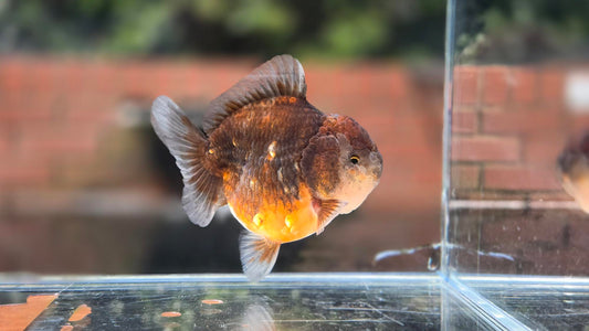 Shogun Short Tail Oranda June41