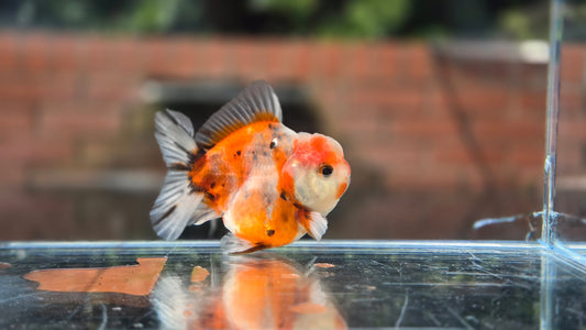 Shogun Short Tail Oranda June42