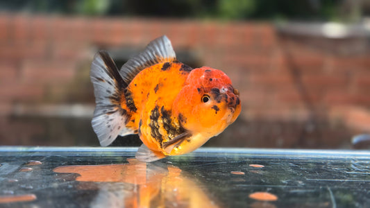 Shogun Short Tail Oranda June44