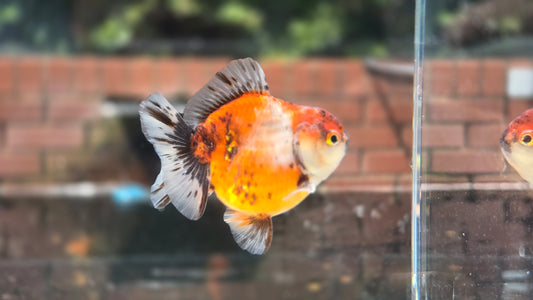 Shogun Short Tail Oranda June45
