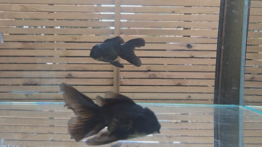 Black Oranda Sept010