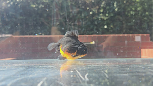 HQ Shogun Oranda July2643 C2