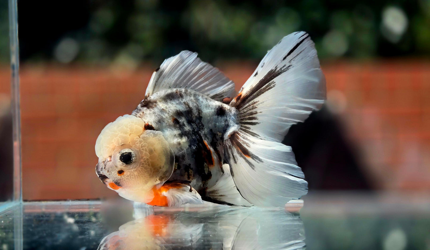 VHQ Jumbo Calico Oranda July2619 T3